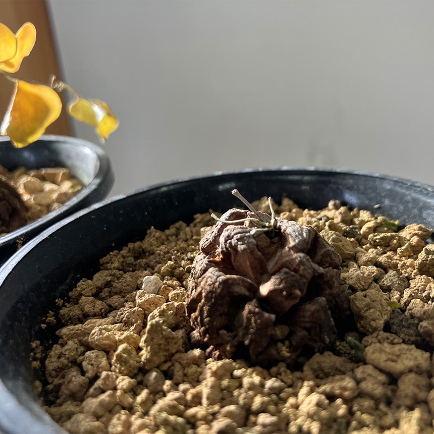 塊根植物 アフリカキッコウリュウ S 5号サイズ コーデックス 珍しい キッコウリュウ アフリカ亀甲竜 亀甲竜 変わった形 珍しい かっこいい 葉っぱ かわいい