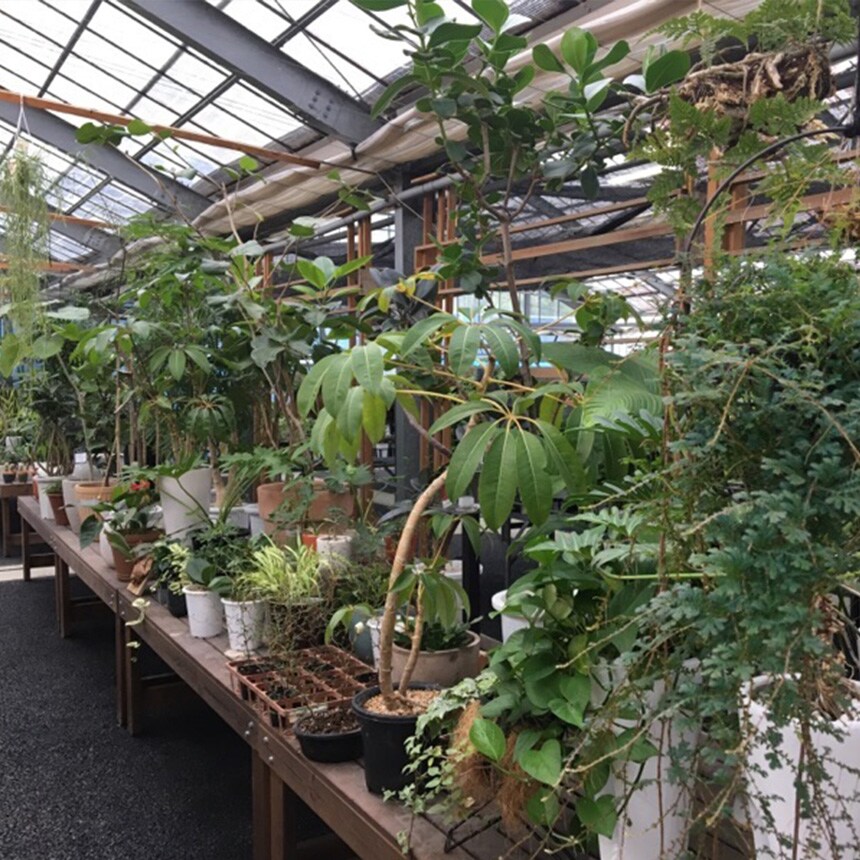 塊根植物 アフリカキッコウリュウ S 5号サイズ コーデックス 珍しい キッコウリュウ アフリカ亀甲竜 亀甲竜 変わった形 珍しい かっこいい 葉っぱ かわいい