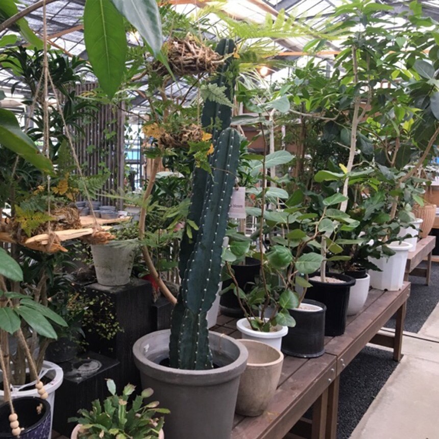 塊根植物 アフリカキッコウリュウ S 5号サイズ コーデックス 珍しい キッコウリュウ アフリカ亀甲竜 亀甲竜 変わった形 珍しい かっこいい 葉っぱ かわいい