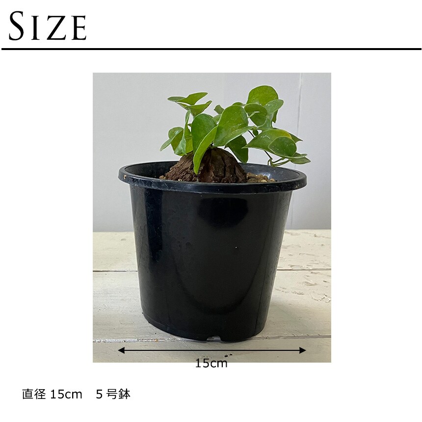 塊根植物 アフリカキッコウリュウ S 5号サイズ コーデックス 珍しい キッコウリュウ アフリカ亀甲竜 亀甲竜 変わった形 珍しい かっこいい 葉っぱ かわいい