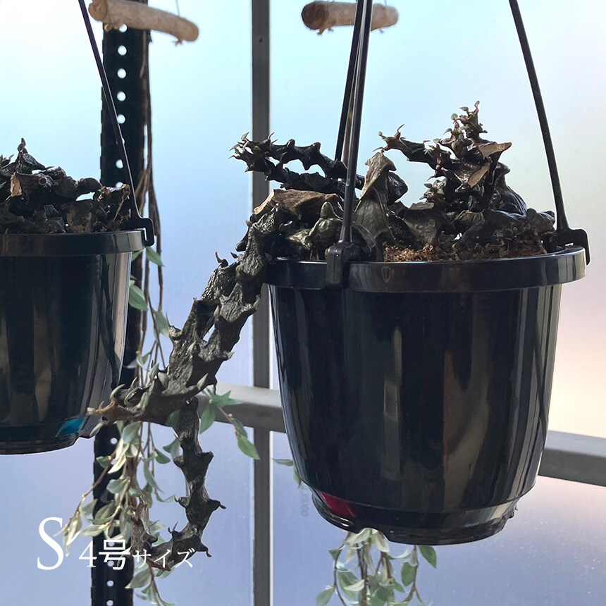 多肉植物 セロベキア ボッセリ S 4号サイズ 観葉植物 珍しい 変わった形 かっこいい 多肉 植物 人気 プラント ヘビ トカゲ ウロコ 鱗