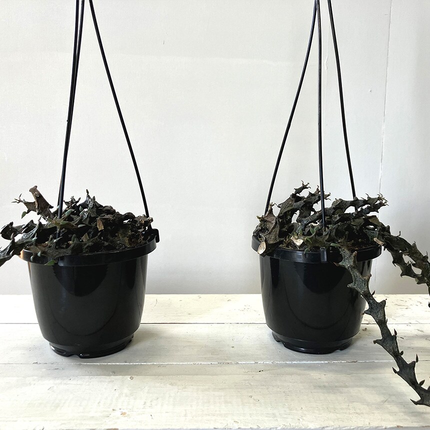 多肉植物 セロベキア ボッセリ S 4号サイズ 観葉植物 珍しい 変わった形 かっこいい 多肉 植物 人気 プラント ヘビ トカゲ ウロコ 鱗