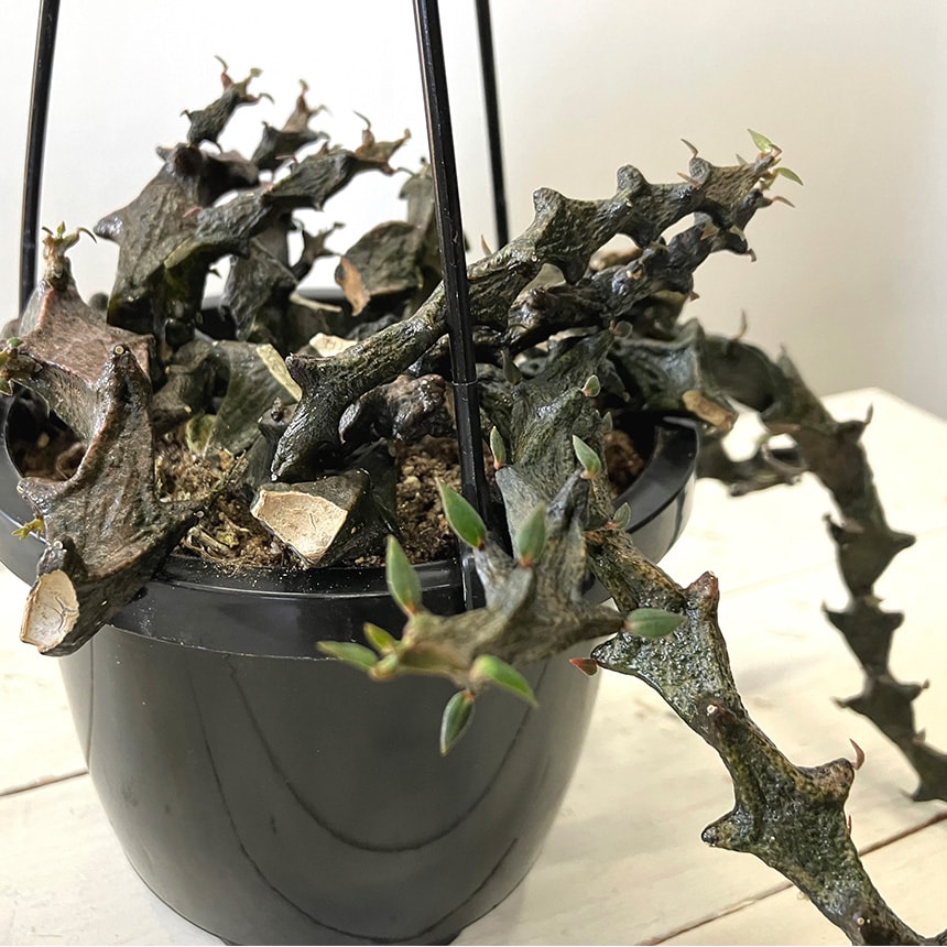 多肉植物 セロベキア ボッセリ S 4号サイズ 観葉植物 珍しい 変わった形 かっこいい 多肉 植物 人気 プラント ヘビ トカゲ ウロコ 鱗