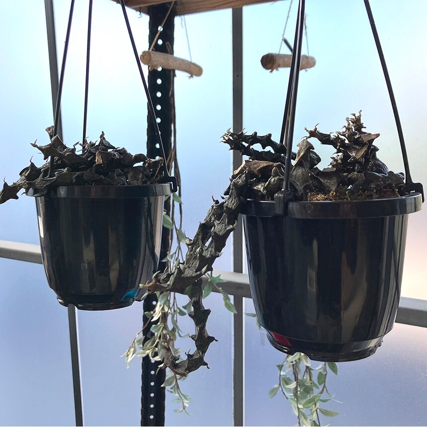 多肉植物 セロベキア ボッセリ S 4号サイズ 観葉植物 珍しい 変わった形 かっこいい 多肉 植物 人気 プラント ヘビ トカゲ ウロコ 鱗