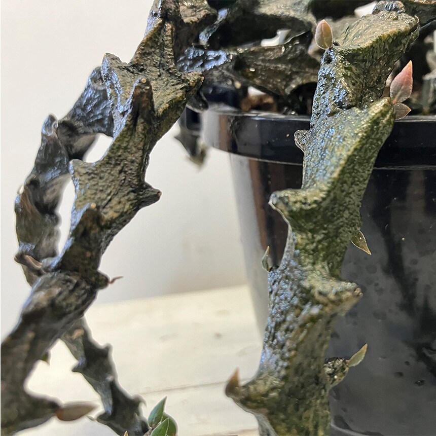 多肉植物 セロベキア ボッセリ S 4号サイズ 観葉植物 珍しい 変わった形 かっこいい 多肉 植物 人気 プラント ヘビ トカゲ ウロコ 鱗