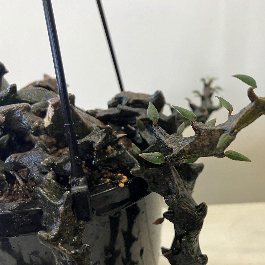 多肉植物 セロベキア ボッセリ S 4号サイズ 観葉植物 珍しい 変わった形 かっこいい 多肉 植物 人気 プラント ヘビ トカゲ ウロコ 鱗