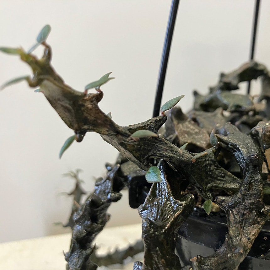 多肉植物 セロベキア ボッセリ S 4号サイズ 観葉植物 珍しい 変わった形 かっこいい 多肉 植物 人気 プラント ヘビ トカゲ ウロコ 鱗