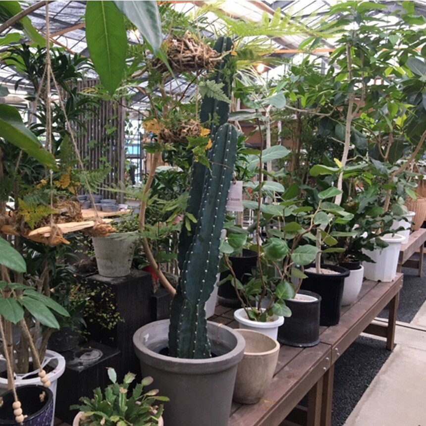 多肉植物 セロベキア ボッセリ S 4号サイズ 観葉植物 珍しい 変わった形 かっこいい 多肉 植物 人気 プラント ヘビ トカゲ ウロコ 鱗