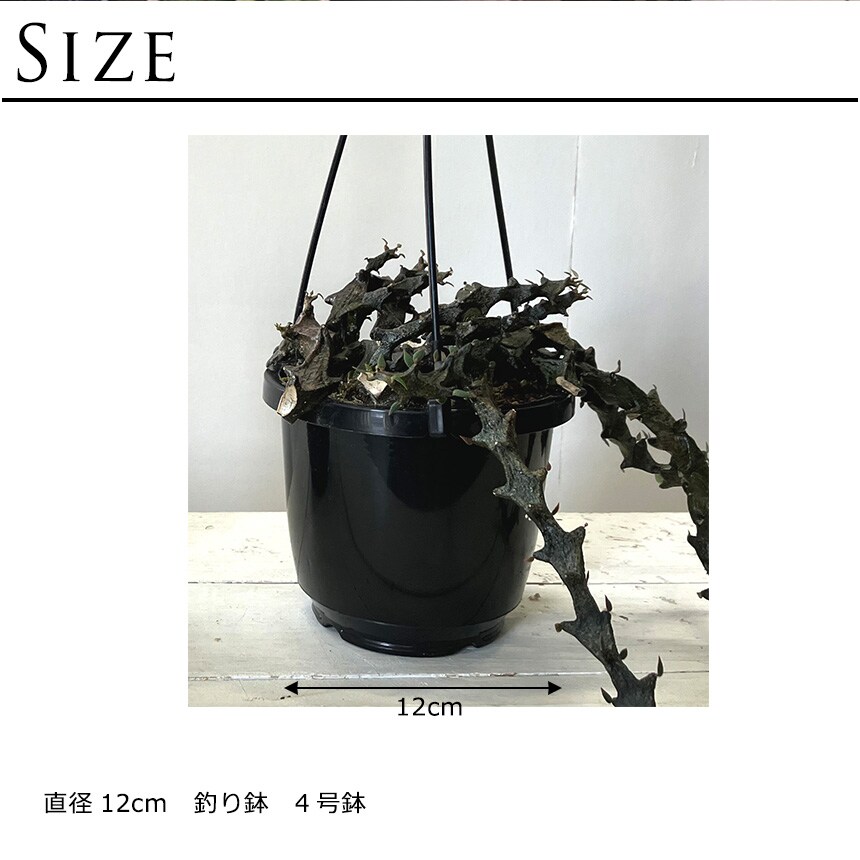 多肉植物 セロベキア ボッセリ S 4号サイズ 観葉植物 珍しい 変わった形 かっこいい 多肉 植物 人気 プラント ヘビ トカゲ ウロコ 鱗