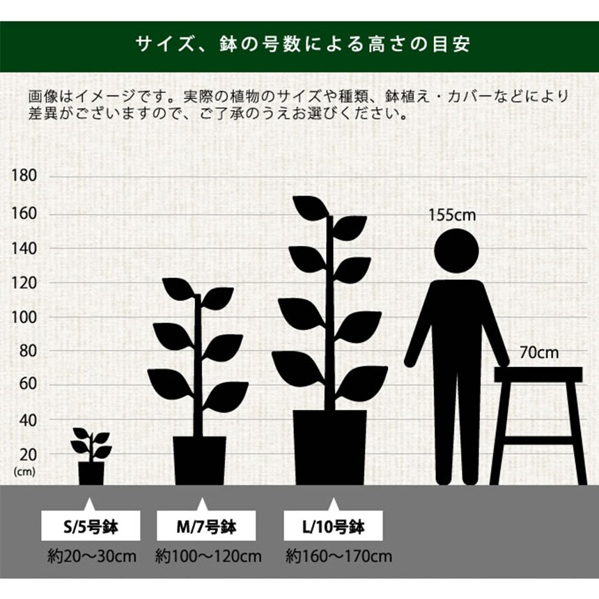 多肉植物 セロベキア ボッセリ S 4号サイズ 観葉植物 珍しい 変わった形 かっこいい 多肉 植物 人気 プラント ヘビ トカゲ ウロコ 鱗