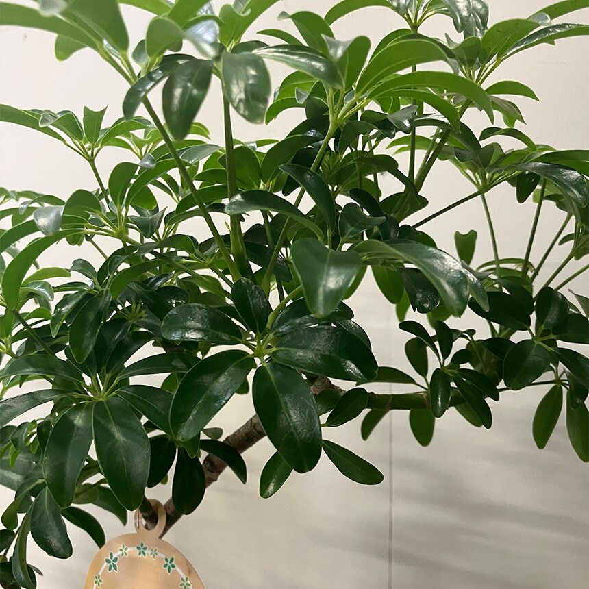 観葉植物 シェフレラ コンパクタ M 室内 植物 育てやすい 観葉 初心者 簡単 インテリア かわいい 緑 初めて