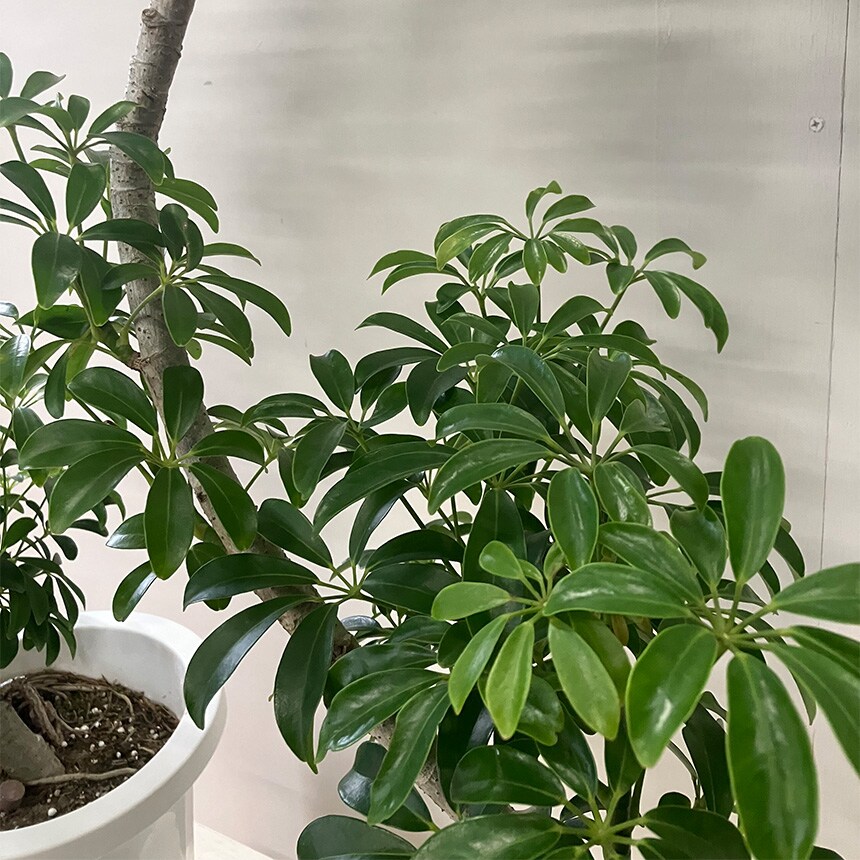 観葉植物 シェフレラ コンパクタ M 室内 植物 育てやすい 観葉 初心者 簡単 インテリア かわいい 緑 初めて