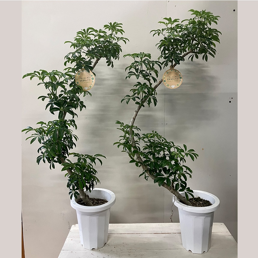 観葉植物 シェフレラ コンパクタ M 室内 植物 育てやすい 観葉 初心者 簡単 インテリア かわいい 緑 初めて