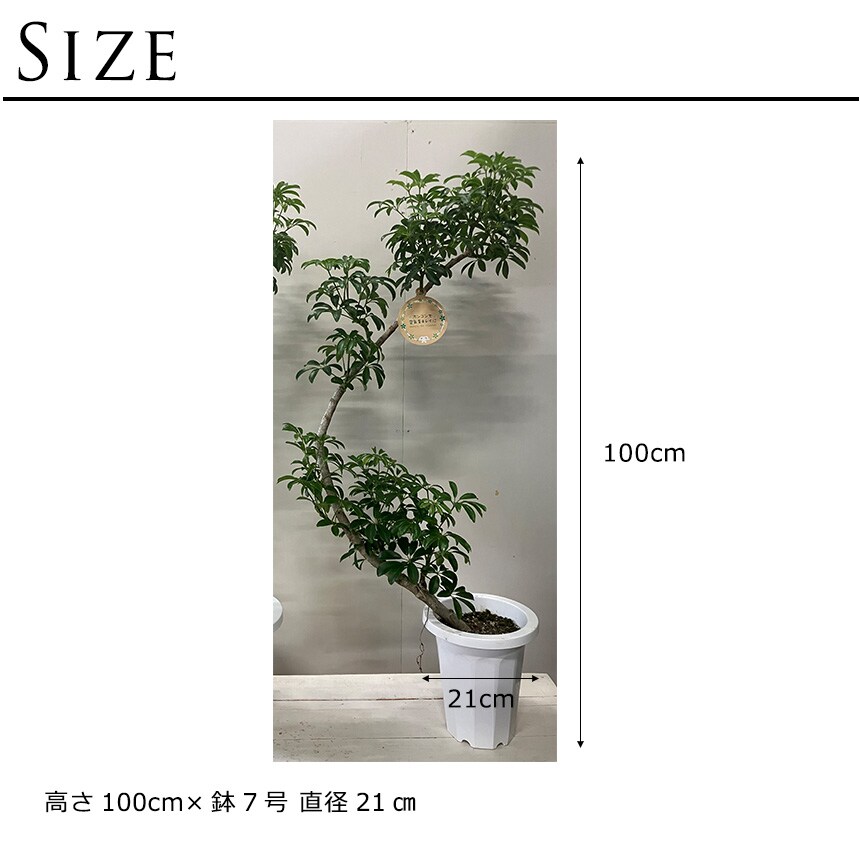 観葉植物 シェフレラ コンパクタ M 室内 植物 育てやすい 観葉 初心者 簡単 インテリア かわいい 緑 初めて