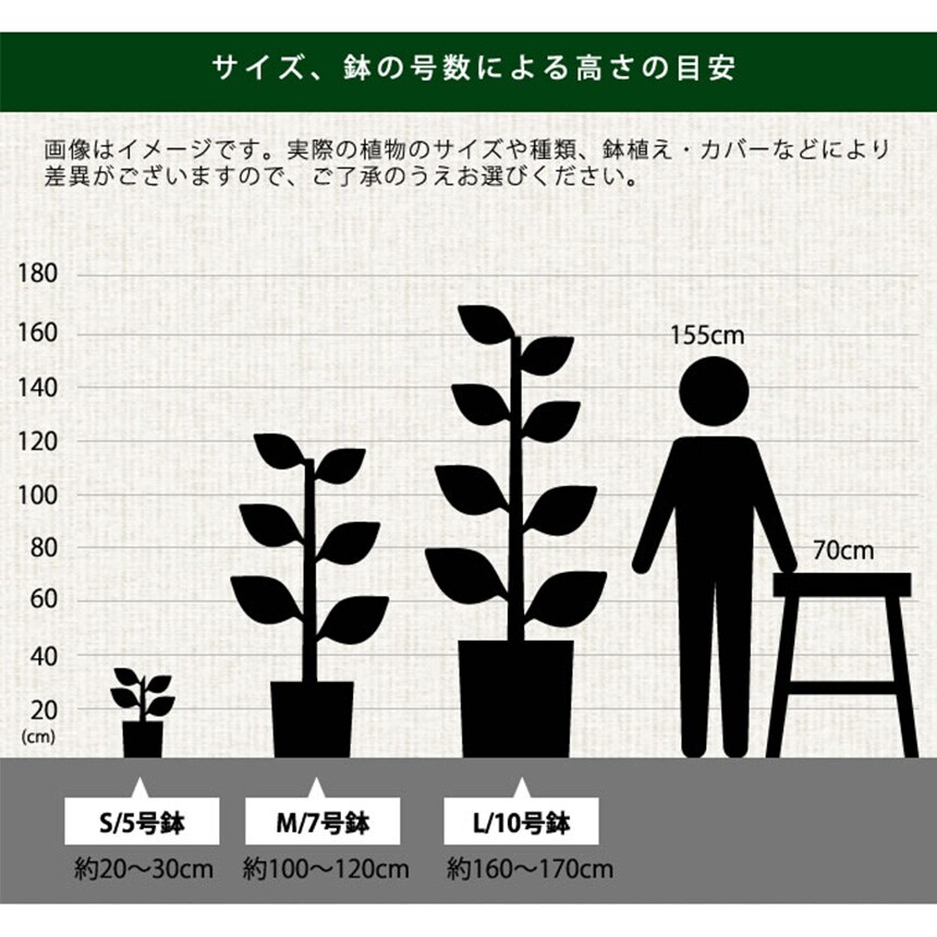 観葉植物 シェフレラ コンパクタ M 室内 植物 育てやすい 観葉 初心者 簡単 インテリア かわいい 緑 初めて