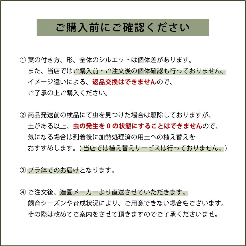 観葉植物 シェフレラ コンパクタ M 室内 植物 育てやすい 観葉 初心者 簡単 インテリア かわいい 緑 初めて