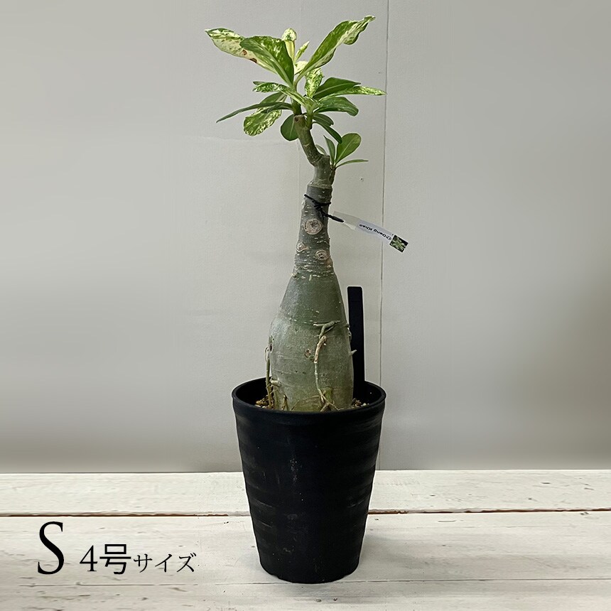 塊根植物 観葉植物 アデニウム オベスム 班入り S コーデックス 希少 植物 塊根 室内 人気 班 葉っぱ リーフ