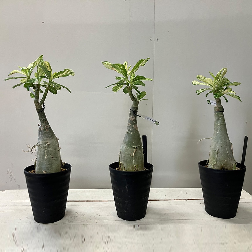 塊根植物 観葉植物 アデニウム オベスム 班入り S コーデックス 希少 植物 塊根 室内 人気 班 葉っぱ リーフ