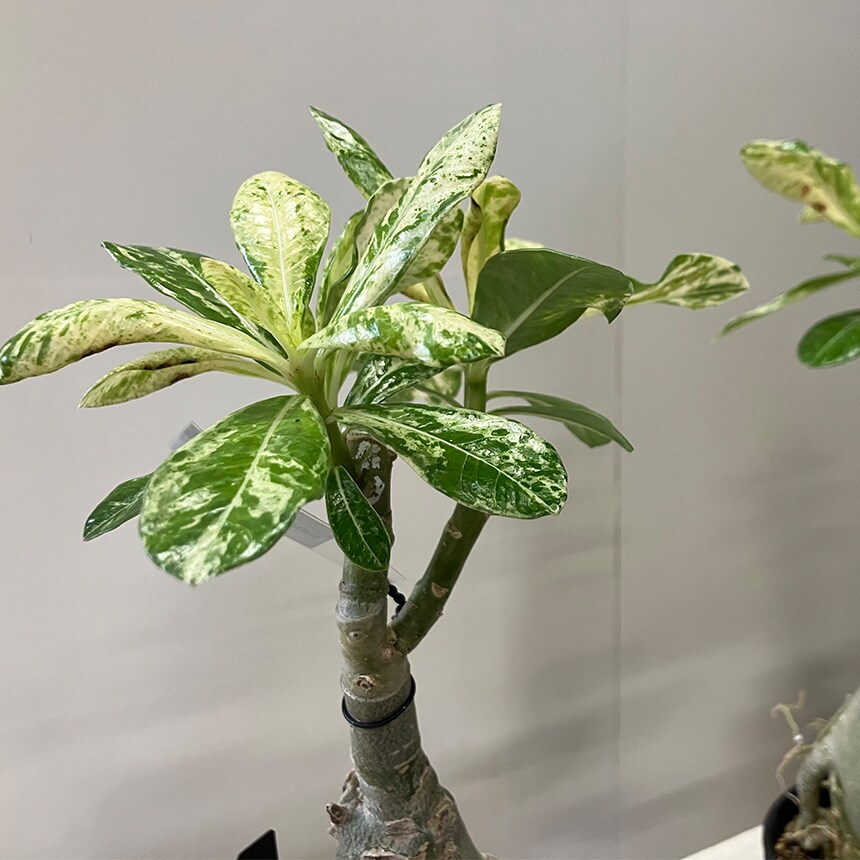 塊根植物 観葉植物 アデニウム オベスム 班入り S コーデックス 希少 植物 塊根 室内 人気 班 葉っぱ リーフ
