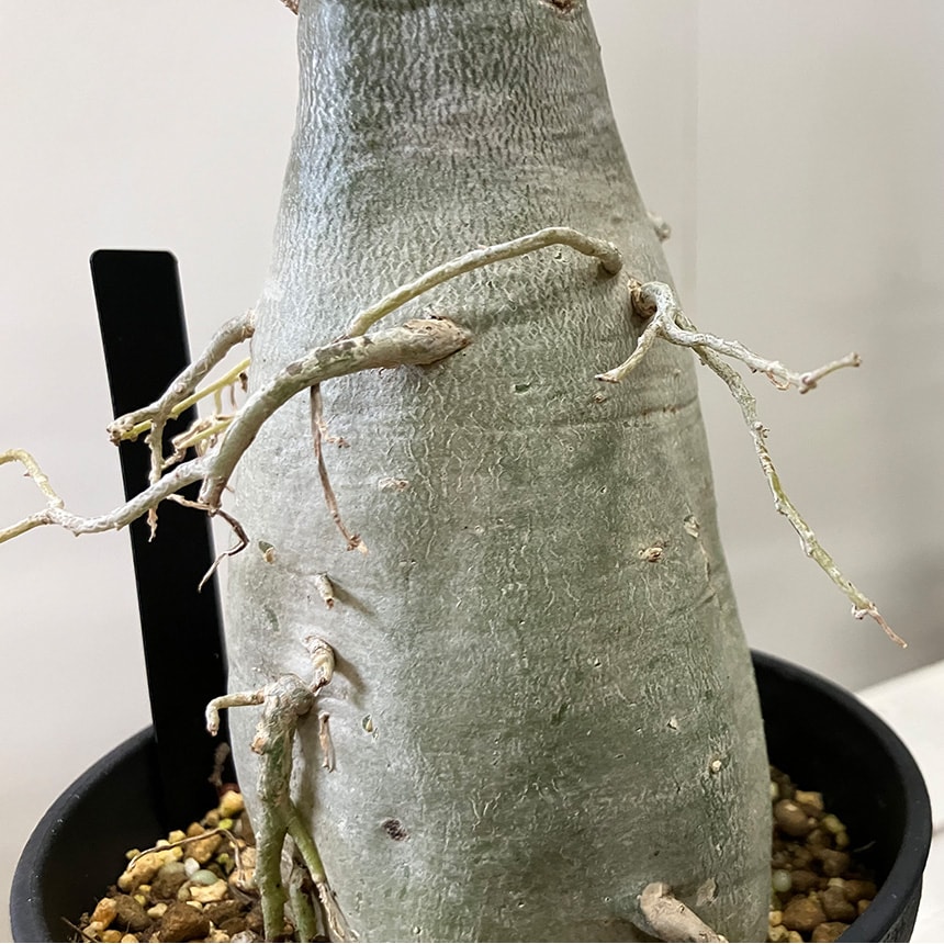 塊根植物 観葉植物 アデニウム オベスム 班入り S コーデックス 希少 植物 塊根 室内 人気 班 葉っぱ リーフ