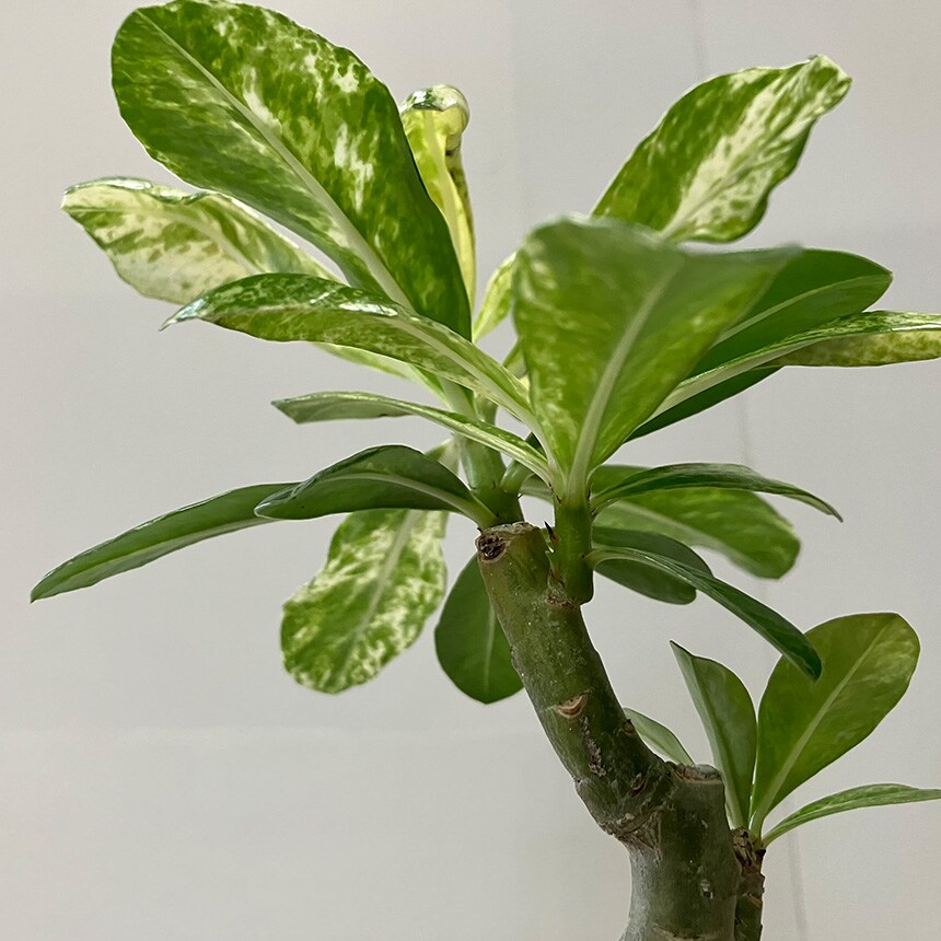 塊根植物 観葉植物 アデニウム オベスム 班入り S コーデックス 希少 植物 塊根 室内 人気 班 葉っぱ リーフ