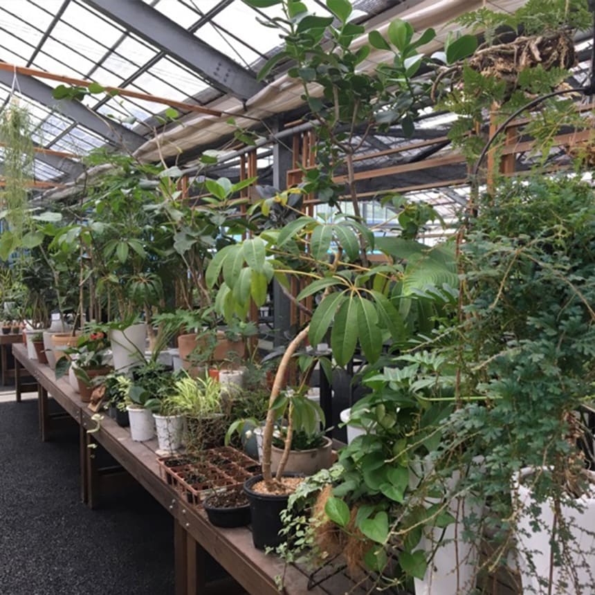 塊根植物 観葉植物 アデニウム オベスム 班入り S コーデックス 希少 植物 塊根 室内 人気 班 葉っぱ リーフ