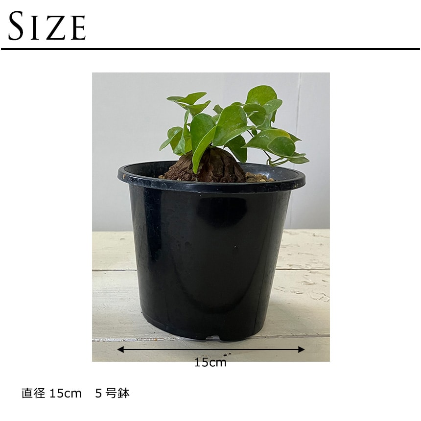 塊根植物 観葉植物 アデニウム オベスム 班入り S コーデックス 希少 植物 塊根 室内 人気 班 葉っぱ リーフ