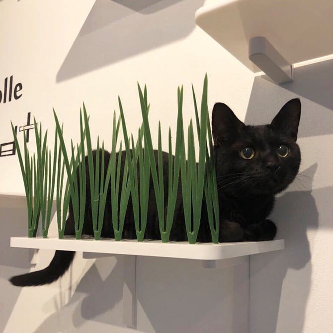 animacolle アニマコレ Catroad+ キャットグラス  猫 キャットステップ キャットウォーク キャットタワー 壁 DIY 上下運動 白 シンプル  