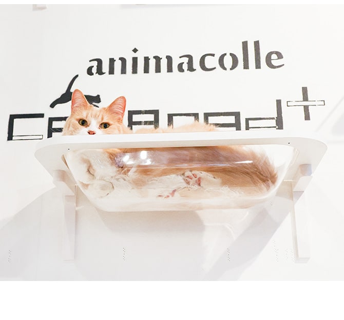 animacolle アニマコレ  Catroad+  キャットバス 