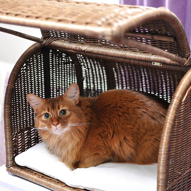 ラタン　キャリーベッドＭ  ベッド クッション カドラー 小型犬 ネコ キャットベッド  