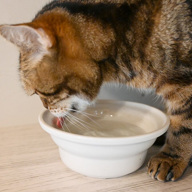 Aukatz オーカッツ ヘルスウォーター にゃんマグ  猫 ウォーターボウル 水飲み 食器 犬 ペット まろやか 給水 皿 器  