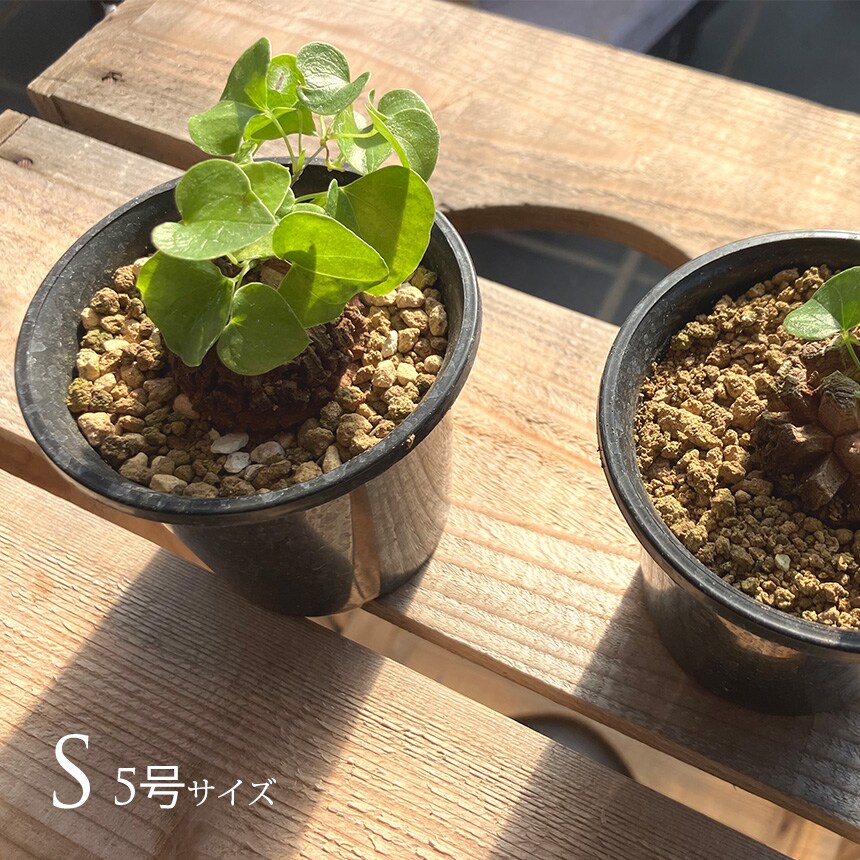 塊根植物 アフリカキッコウリュウ S 5号サイズ  コーデックス 珍しい キッコウリュウ アフリカ亀甲竜 亀甲竜 変わった形 珍しい かっこいい 葉っぱ かわいい  