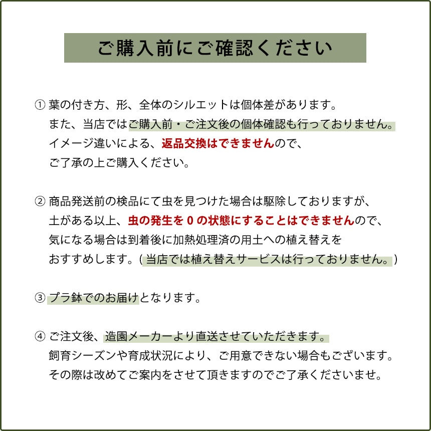 塊根植物 シンニンギア レウコトリカ S 6号サイズ  断崖の女王 人気 コーデックス かわいい 上品 美しい 珍しい 貴重 変わった 植物  