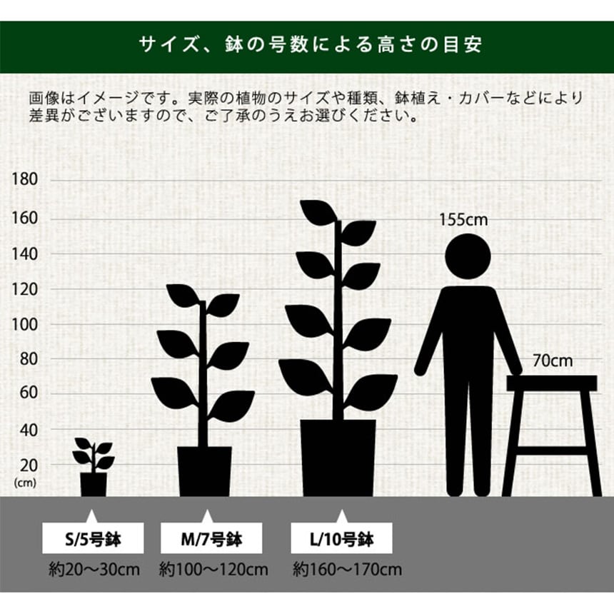 観葉植物 シェフレラ コンパクタ  M  室内 植物 育てやすい 観葉 初心者 簡単 インテリア かわいい 緑 初めて  