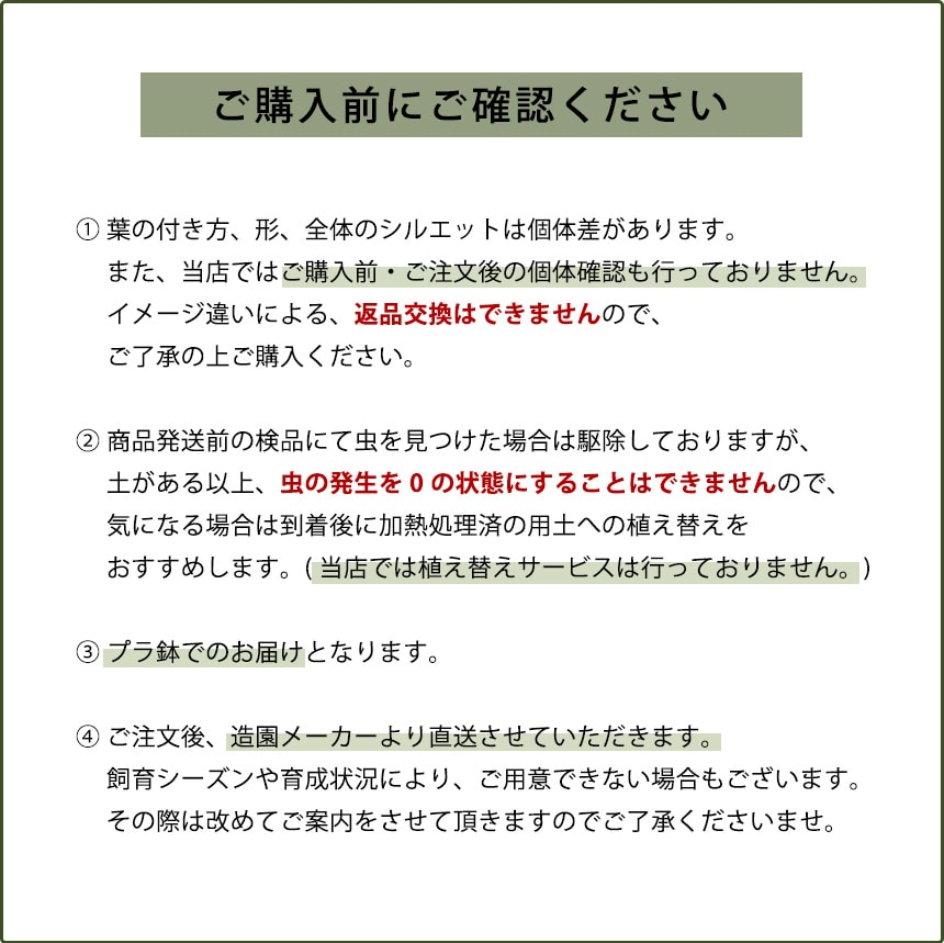 観葉植物 シェフレラ コンパクタ  M  室内 植物 育てやすい 観葉 初心者 簡単 インテリア かわいい 緑 初めて  