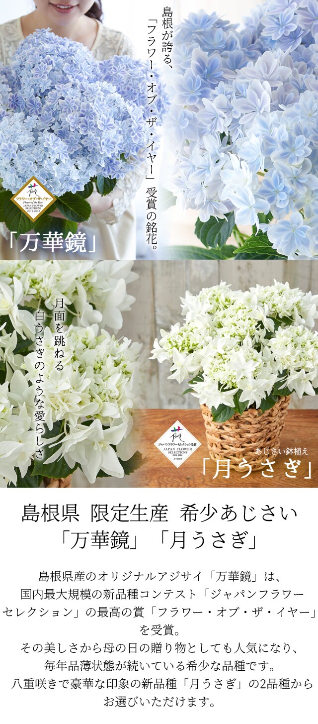 dショッピング |母の日 プレゼント ギフト アジサイ 花 あじさい