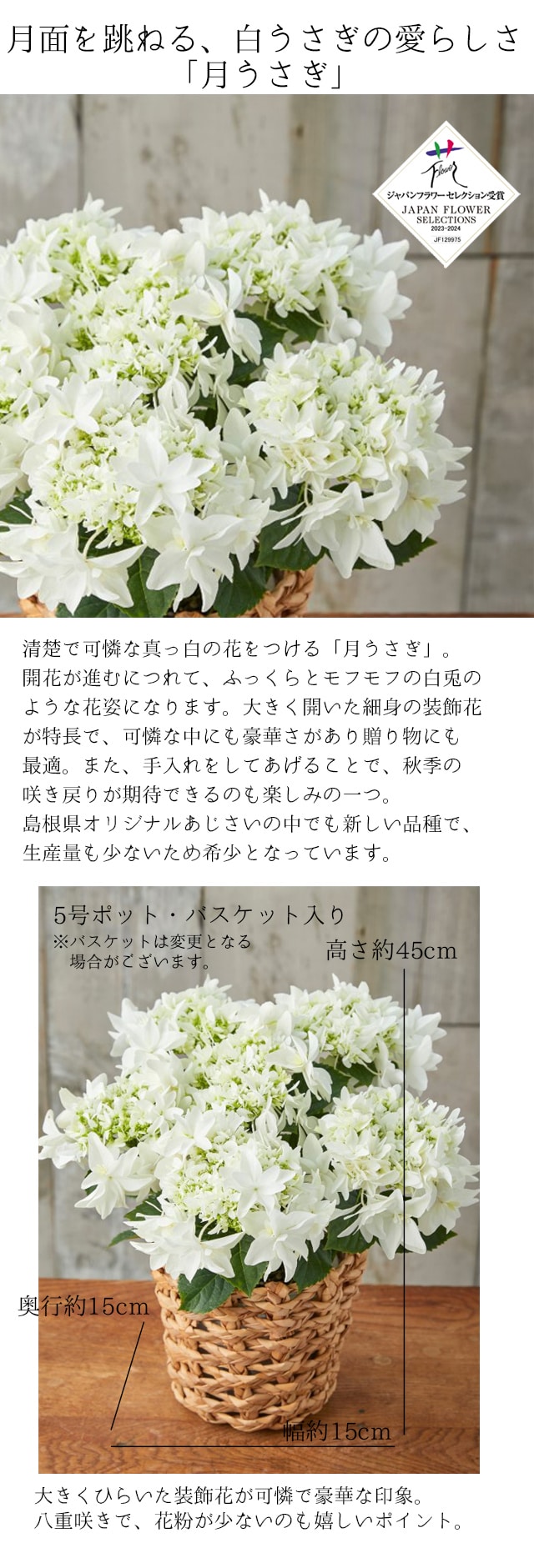 dショッピング |母の日 プレゼント ギフト アジサイ 花 あじさい