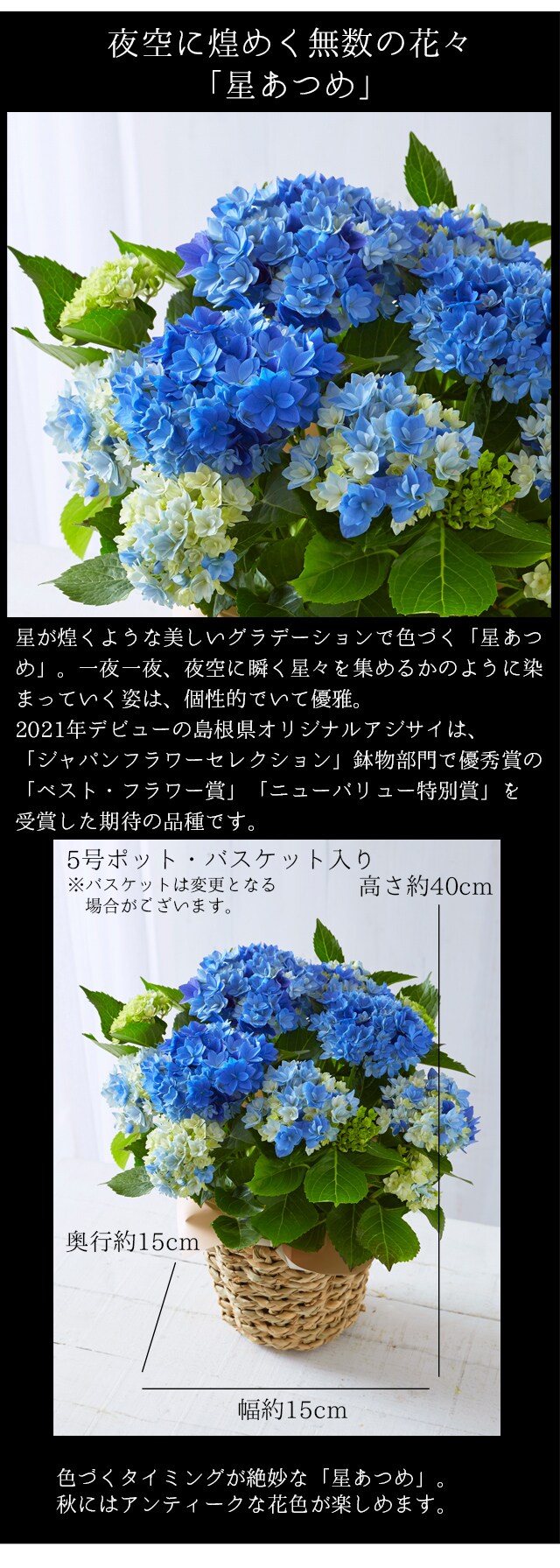 P33 週刊 朝日百科 植物の世界 24 植物からのメッセージ - 趣味