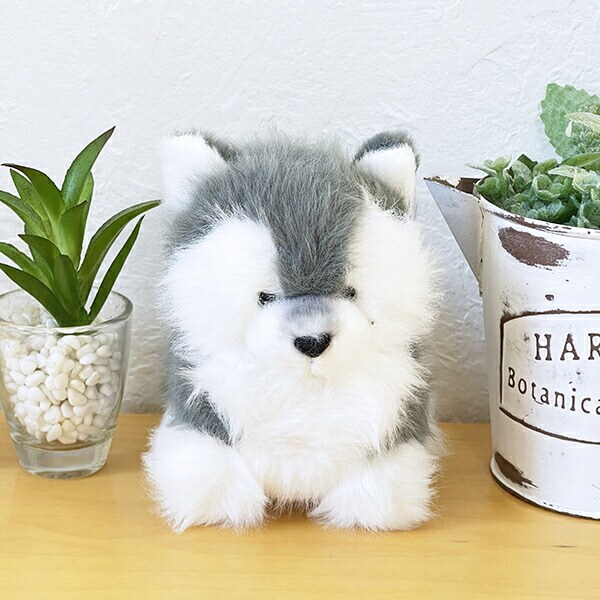 わたぽ ハスキー ぬいぐるみ