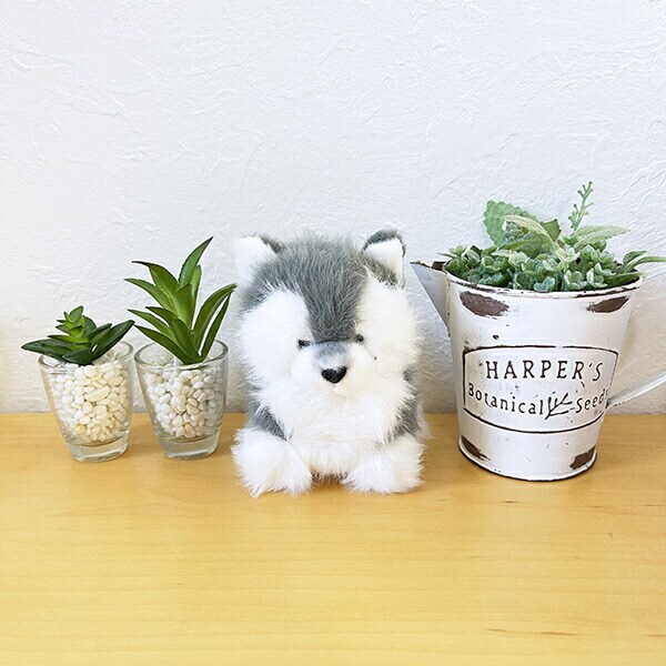 わたぽ ハスキー ぬいぐるみ