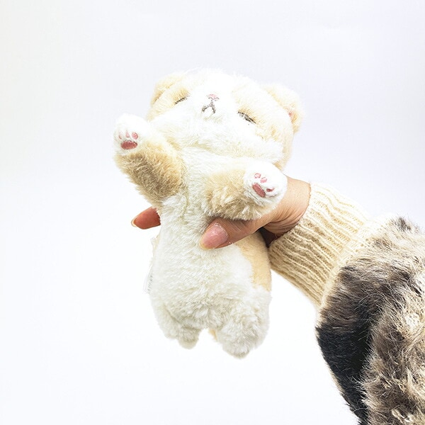 くたっとびより スコティッシュフォールド マスコット 猫 りぶはあと