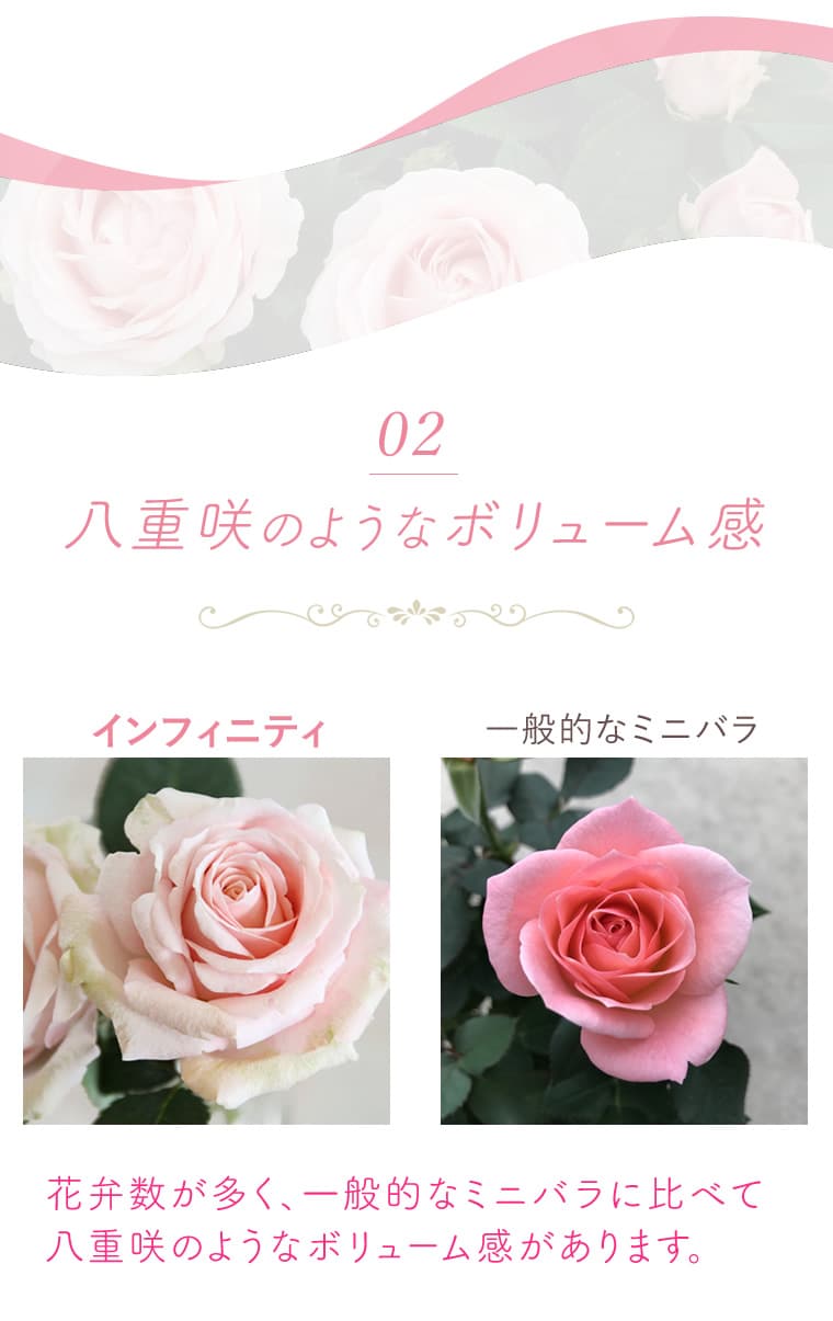 特長02：八重咲のようなボリューム