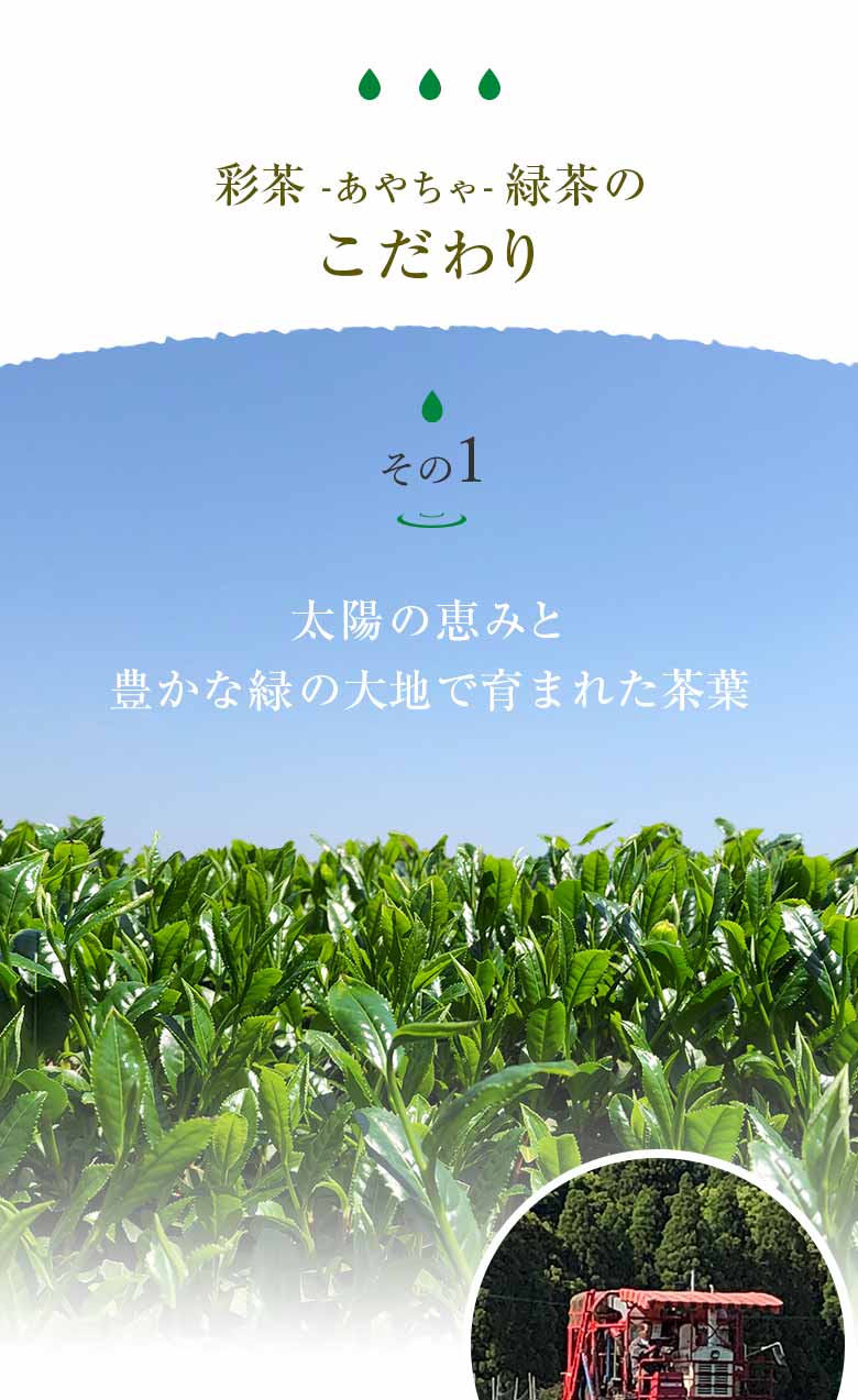彩茶緑茶