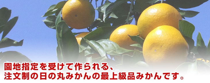 Dショッピング 愛媛県より産地直送 Jaにしうわ 日の丸プレミアムみかん ゴールド千両 豪琉頭千両 Mからsサイズ 約3キロ 30玉から36玉 11月28日から12月10日 日付指定不可 送料無料 蜜柑 ミカン 御歳暮 お歳暮 ギフト カテゴリ 果物の販売できる商品 産直だ