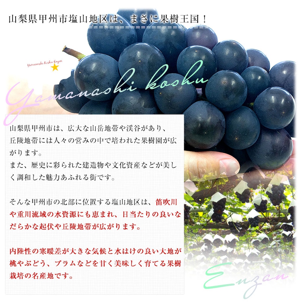 巨峰の説明