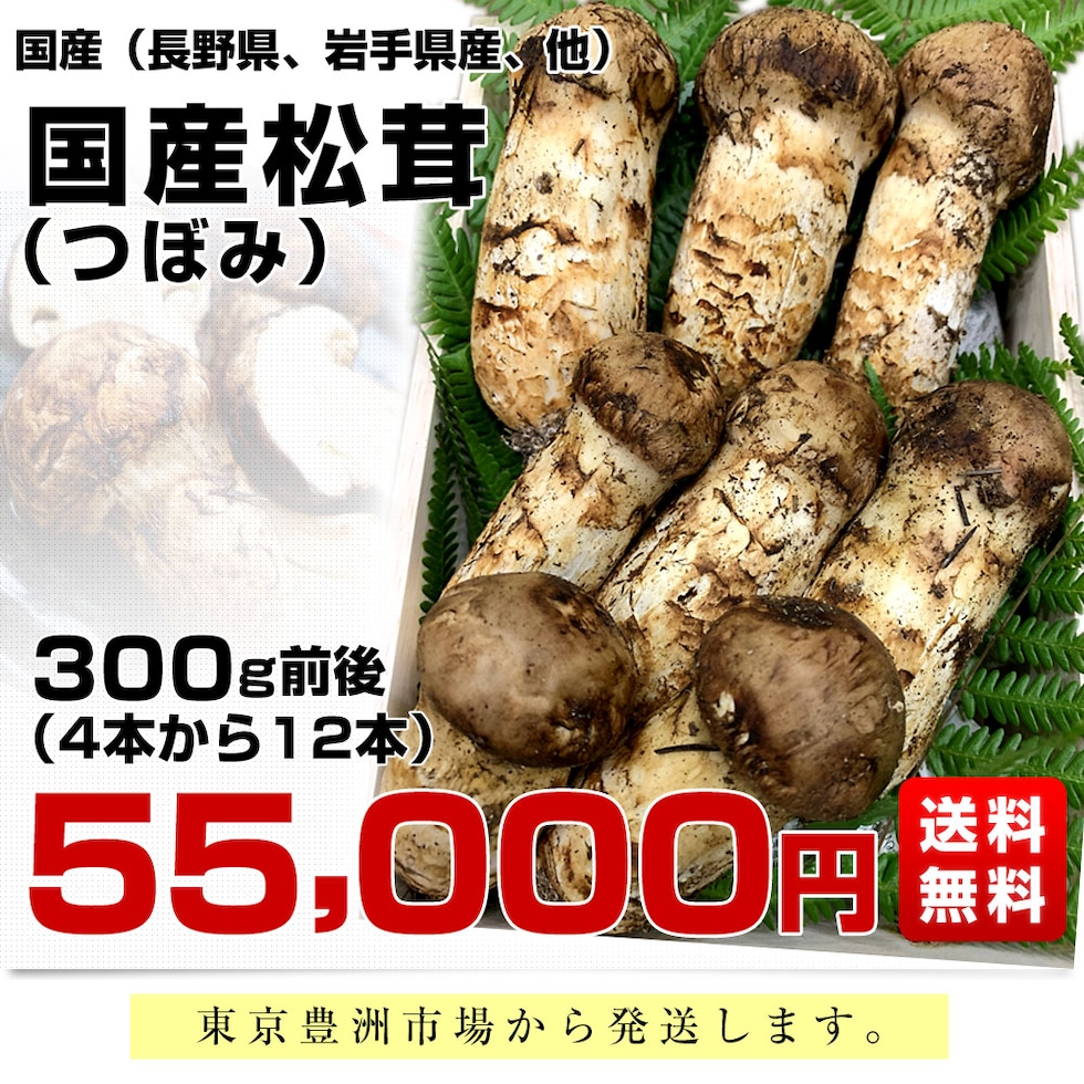 国産 長野県 松茸 ☆長野県信州産☆国産松茸☆ 【公式通販】