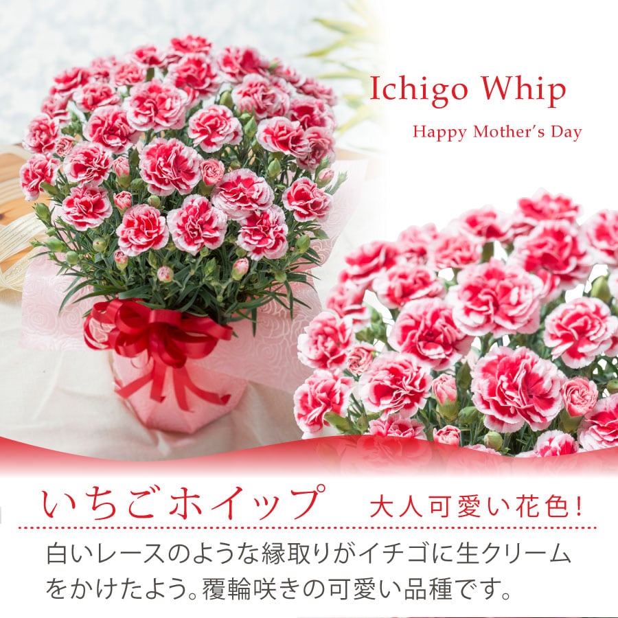 dショッピング |母の日 プレゼント カーネーションとスイーツのセット