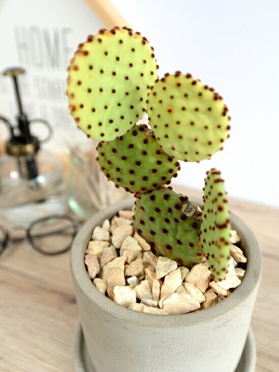 中型サボテンの鉢植え dショッピング |【希少】 サボテン 円形（キンエボシ） セメント