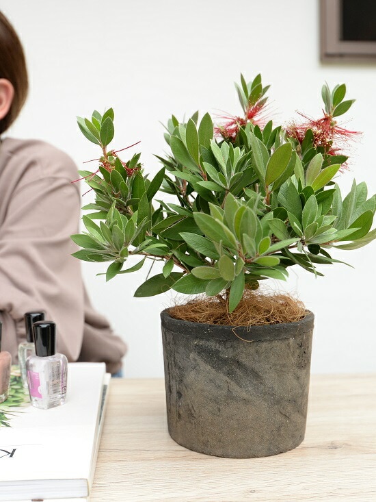 ブラシノキ 鉢植え 常緑樹 観葉植物　引取り限定　2本セット dショッピング |ブラシノキ（赤花） 黒色 モスポット シリンダー型