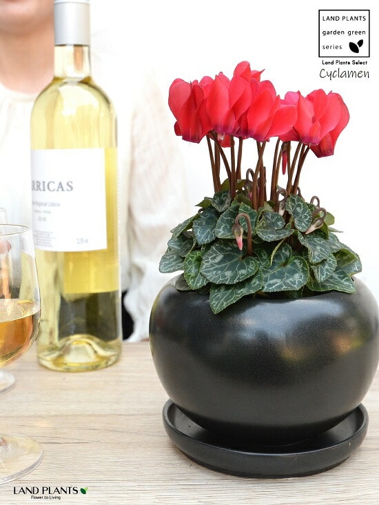 dショッピング |ガーデンシクラメン（斑入り：赤花） 白色 大丸 陶器鉢